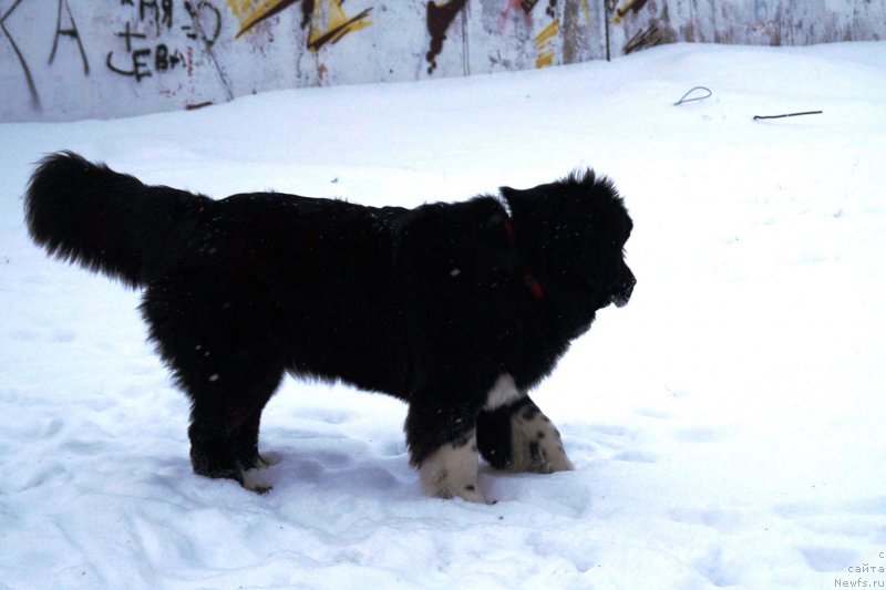 Фото: ньюфаундленд Fabian de Lange Super Mishka