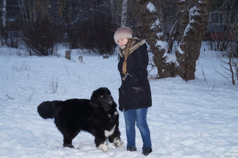 Фото: ньюфаундленд Fabian de Lange Super Mishka