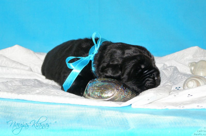 Фотография № 199149