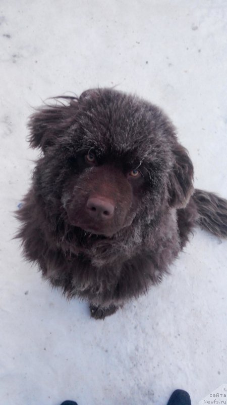 Фото: ньюфаундленд Айриш Крим Гёл от Марлеон Дусвик