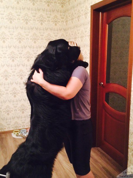 Фото: ньюфаундленд Лучано