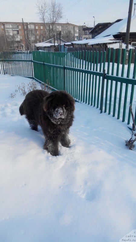 Фото: ньюфаундленд Айриш Крим Гёл от Марлеон Дусвик