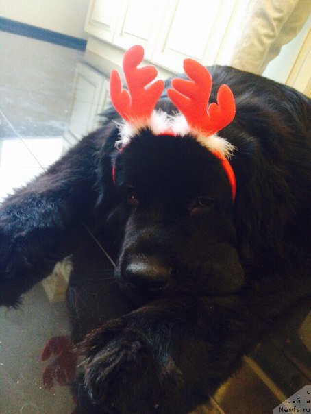 Фото: ньюфаундленд Лучано