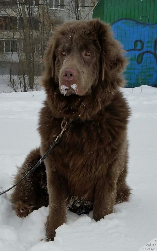 Фото: ньюфаундленд Амор ди Мамма от Марлеон Дусвик