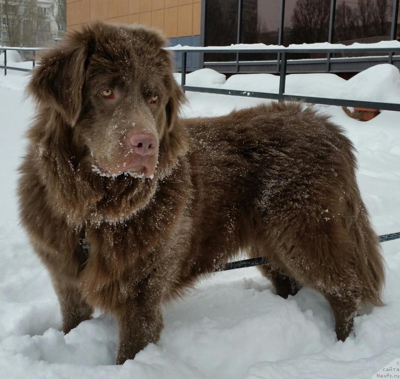 Фото: ньюфаундленд Амор ди Мамма от Марлеон Дусвик