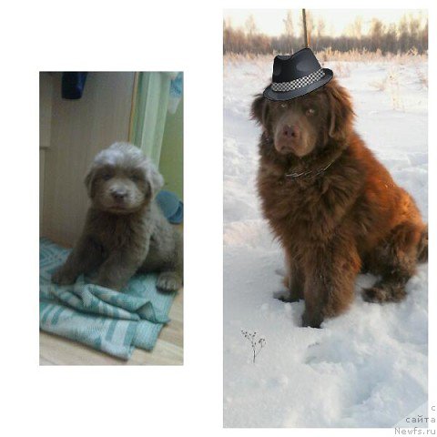 Фото: ньюфаундленд Агат Желаний от Марлеон Дусвик