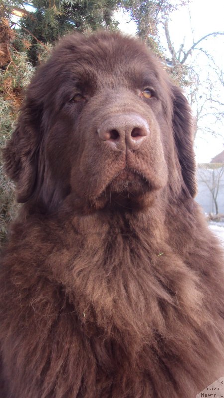 Фото: ньюфаундленд Big Sky Bear Kindle Ayumi