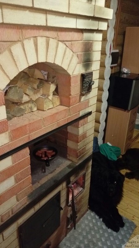 Фото: ньюфаундленд Ньюфорт Аманда Блум (Njufort Amanda Blum)