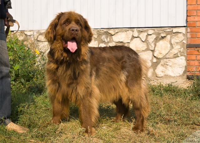 Фото: ньюфаундленд Лесная Сказка Ненагляда