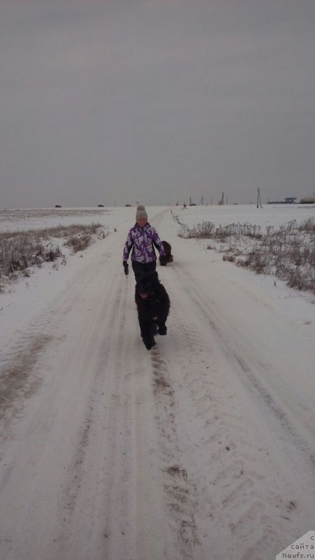 Фото: ньюфаундленд Ньюфорт Аманда Блум (Njufort Amanda Blum)