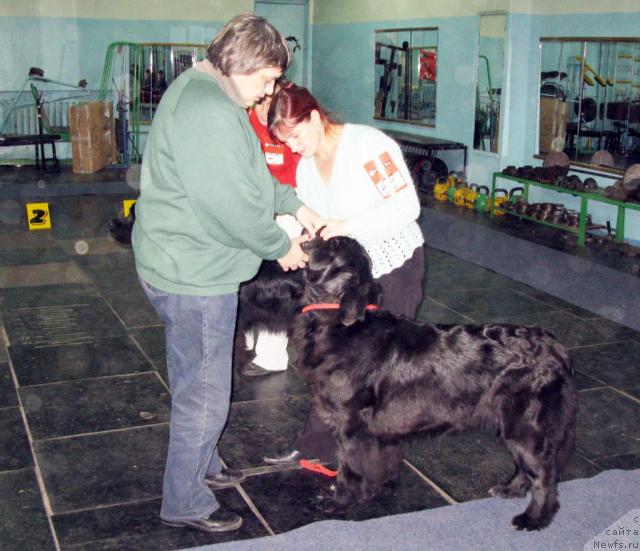 Фото: ньюфаундленд Арх Бьюти Одри Вольная Птица, Наталья Потехина