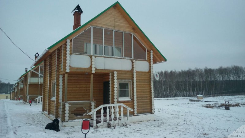 Фото: ньюфаундленд Ньюфорт Аманда Блум (Njufort Amanda Blum)