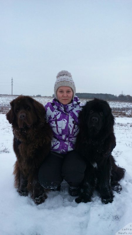 Фото: ньюфаундленд Ньюфорт Аманда Блум (Njufort Amanda Blum), ньюфаундленд Черный Шарм Ангельская Красота (Chernyi Sharm Angel'skaya Krasota)