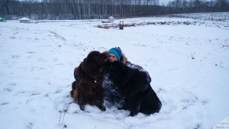 Фото: ньюфаундленд Ньюфорт Аманда Блум (Njufort Amanda Blum), ньюфаундленд Черный Шарм Ангельская Красота (Chernyi Sharm Angel'skaya Krasota)