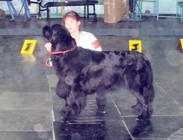 Фото: ньюфаундленд Арх Бьюти Одри Вольная Птица