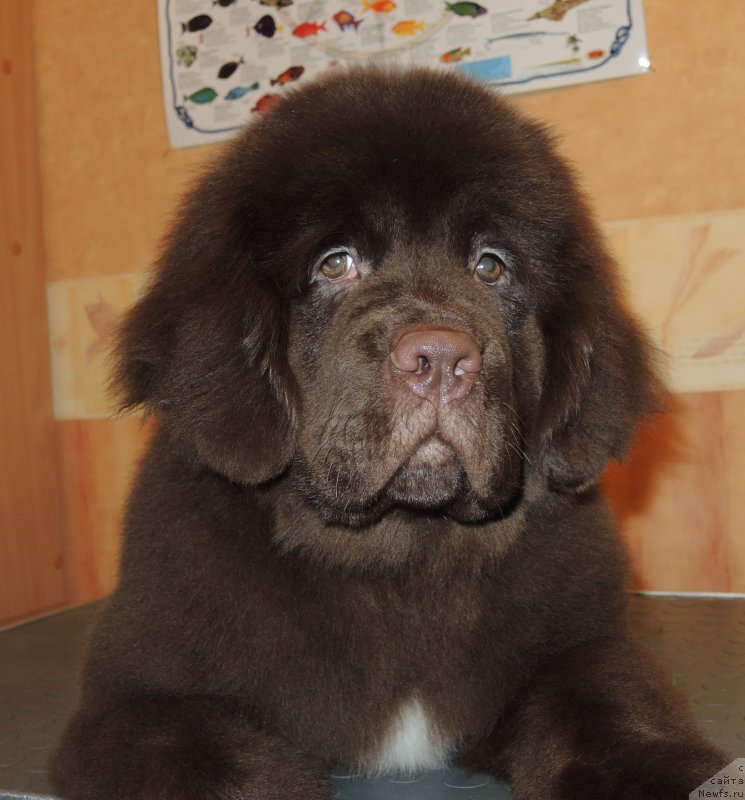 Фото: ньюфаундленд Фанньюф Адриатика (Funnewf Adriatika)