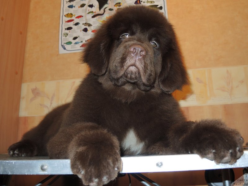 Фото: ньюфаундленд Фанньюф Адриатика (Funnewf Adriatika)