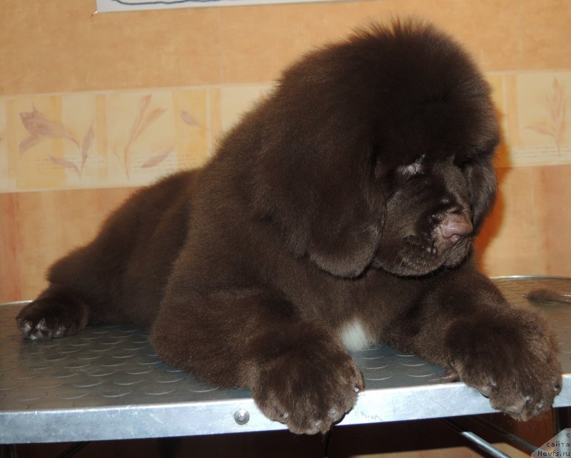 Фото: ньюфаундленд Фанньюф Адриатика (Funnewf Adriatika)