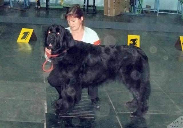 Фото: ньюфаундленд Арх Бьюти Одри Вольная Птица