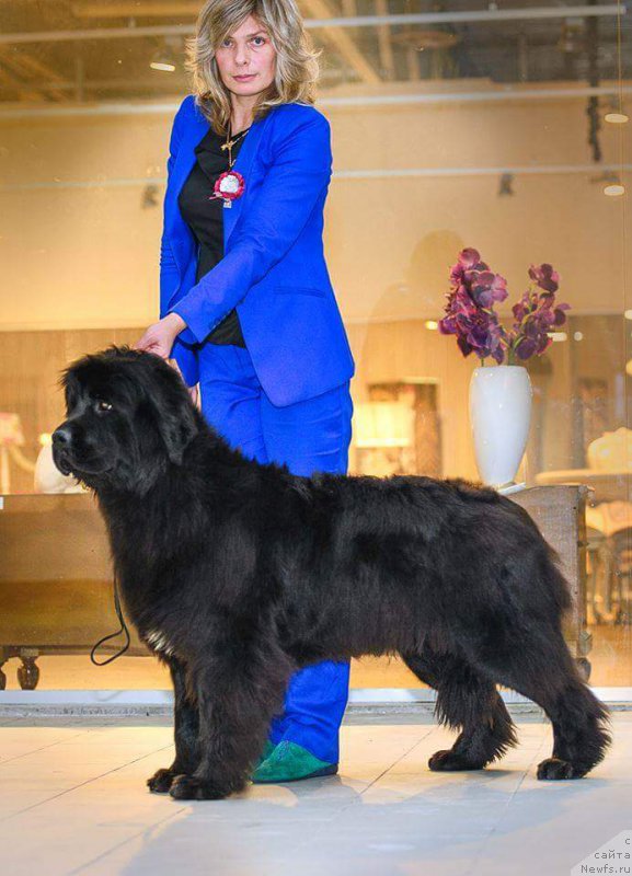 Фото: ньюфаундленд Эмансипация из Антаграда (Emansipatsia is Antagrada)