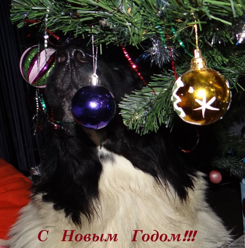 Фото: ньюфаундленд Беатрис Бьютифул от Сибирского Медведя