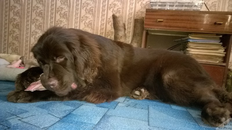 Фотография № 199207