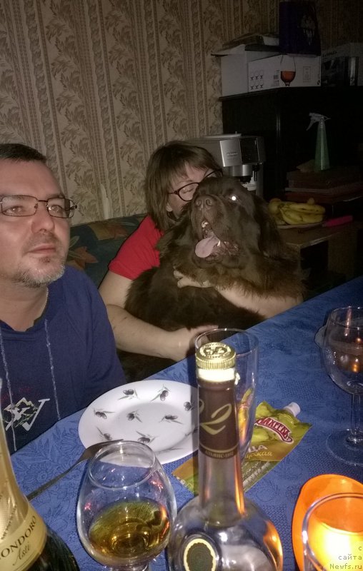 Фото: ньюфаундленд Браунблад МСК Жанара Хайя (Brownblood MSK Zhanara Haya)