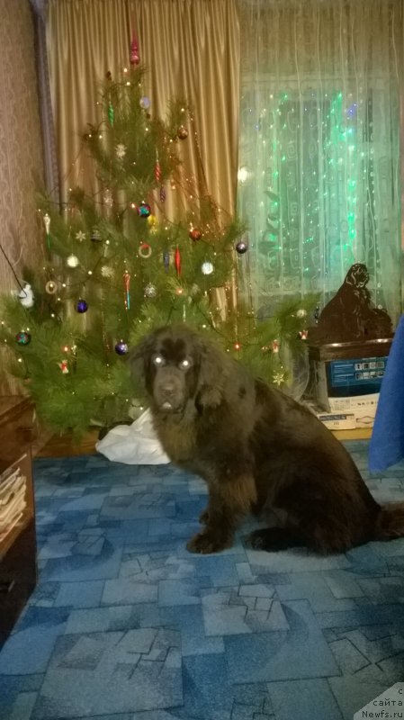 Фото: ньюфаундленд Браунблад МСК Жанара Хайя (Brownblood MSK Zhanara Haya)