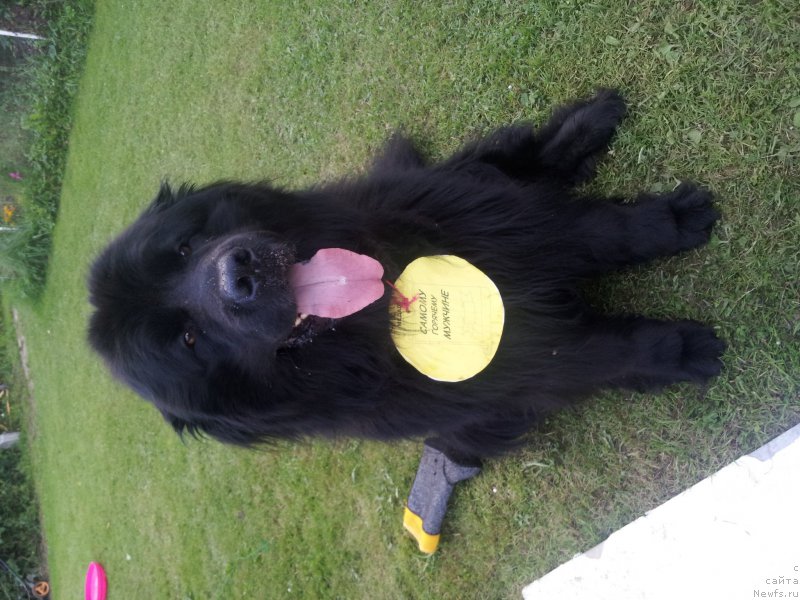 Фото: ньюфаундленд Петер-Беар Спайлер Джин Грейт, ньюфаундленд Петер-Беар Спайлер Джин Грейт