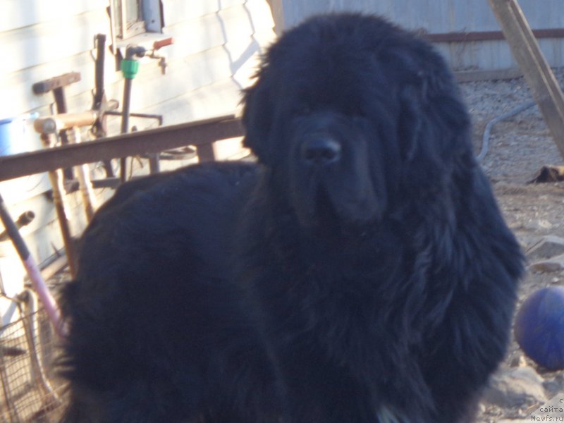 Фото: ньюфаундленд Супер Премиум Линиэль Дайлиррин (Super Premium Liniel Daylirring)