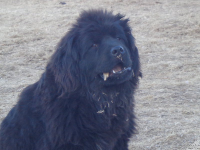 Фото: ньюфаундленд Супер Премиум Уолт Диснеу