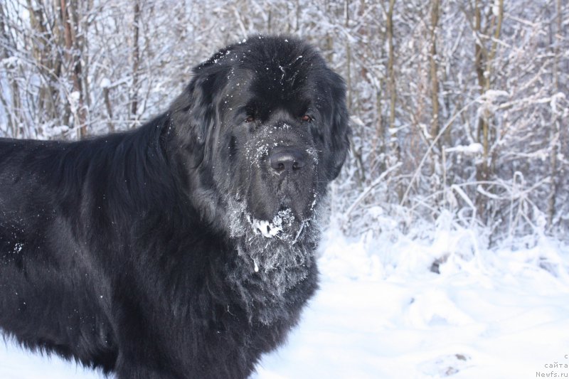 Фото: ньюфаундленд Бегущая по Волнам Шаман (Beguschaya po Volnam Shaman)