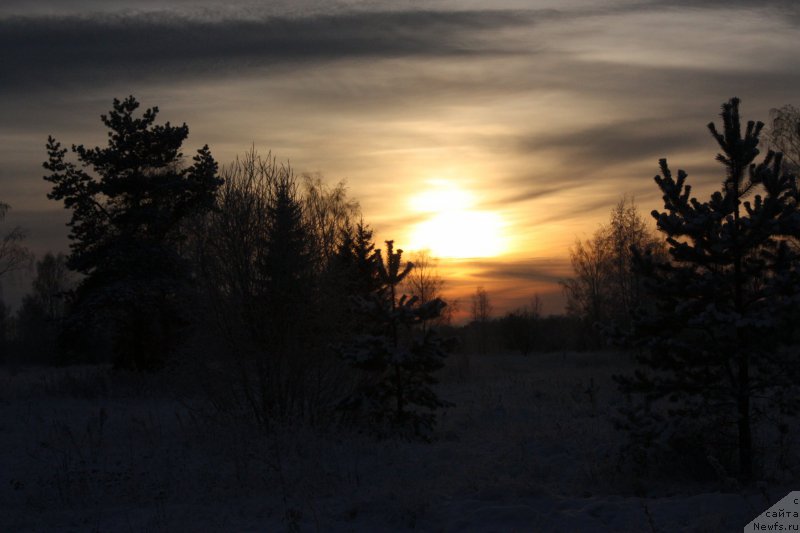 Фото: ньюфаундленд Бегущая по Волнам Шаман (Beguschaya po Volnam Shaman)