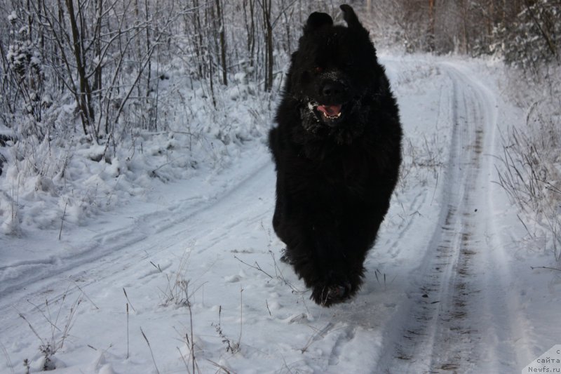 Фото: ньюфаундленд Бегущая по Волнам Шаман (Beguschaya po Volnam Shaman)