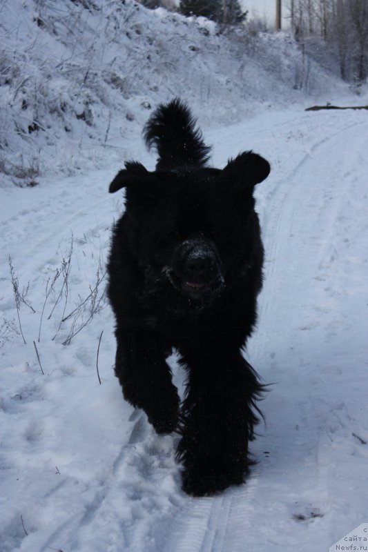 Фото: ньюфаундленд Бегущая по Волнам Шаман (Beguschaya po Volnam Shaman)