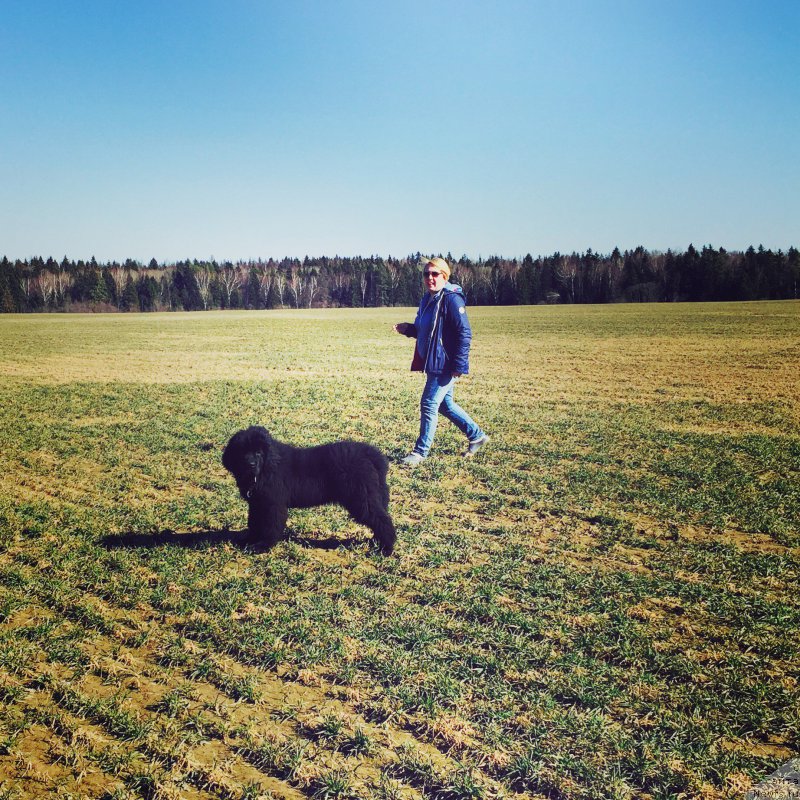 Фото: ньюфаундленд Акватория Келвин Бавария