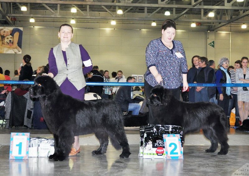 Фото: ньюфаундленд Акватория Келвин Бавария