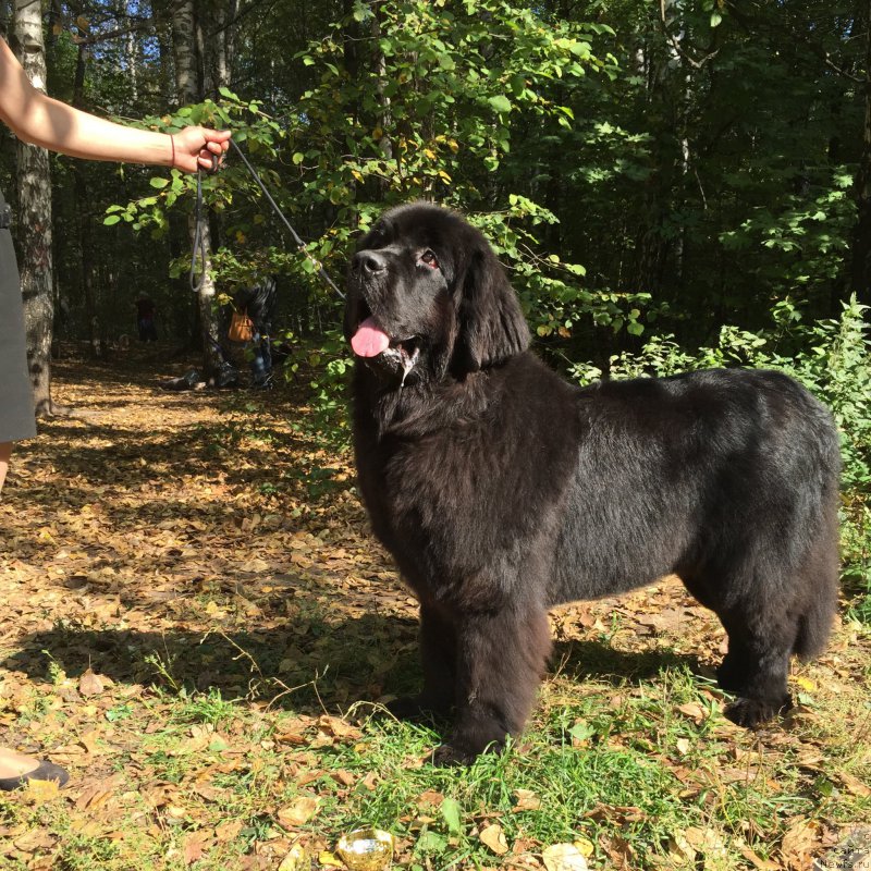 Фото: ньюфаундленд Акватория Келвин Бавария