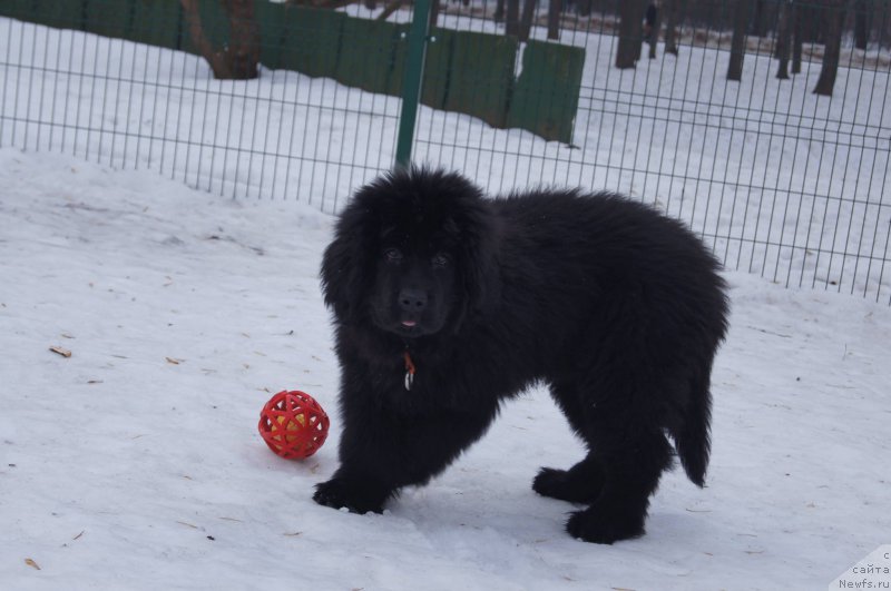 Фото: ньюфаундленд Акватория Келвин Бавария