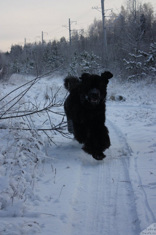 Фото: ньюфаундленд Бегущая по Волнам Шаман (Beguschaya po Volnam Shaman)