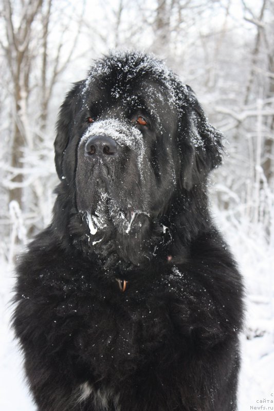 Фото: ньюфаундленд Бегущая по Волнам Шаман (Beguschaya po Volnam Shaman)