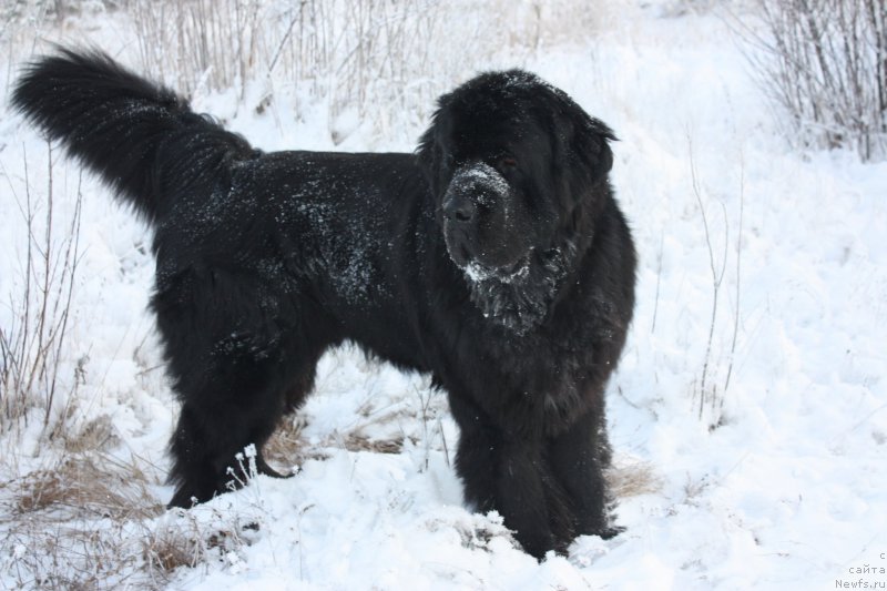 Фото: ньюфаундленд Бегущая по Волнам Шаман (Beguschaya po Volnam Shaman)