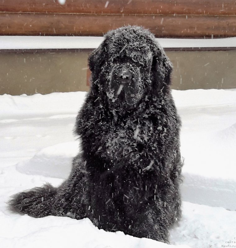 Фото: ньюфаундленд Very Fairweathers X'Got The Rhythm