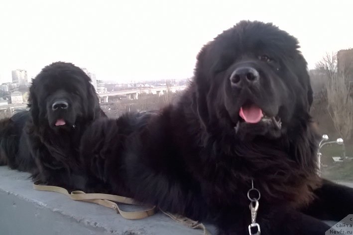 Фото: ньюфаундленд Сила с Берега Дона (Sila s Berega Dona), ньюфаундленд Яхтай с Берега Дона (Yahtay s Berega Dona)