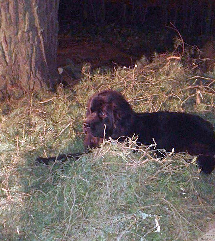 Фотография № 199252