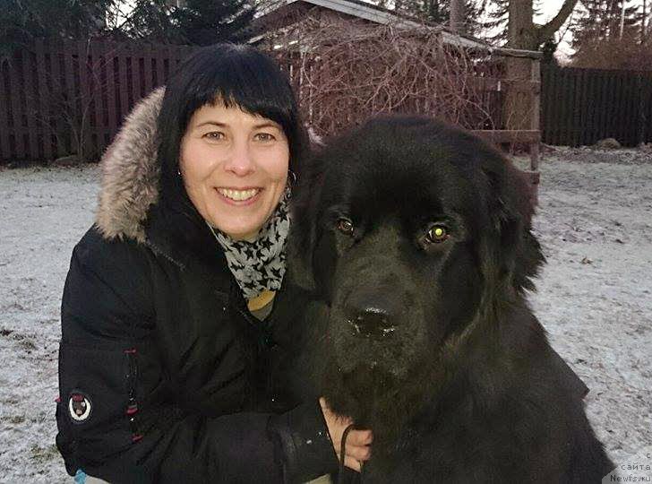 Фото: ньюфаундленд Бегущая по Волнам Веспер