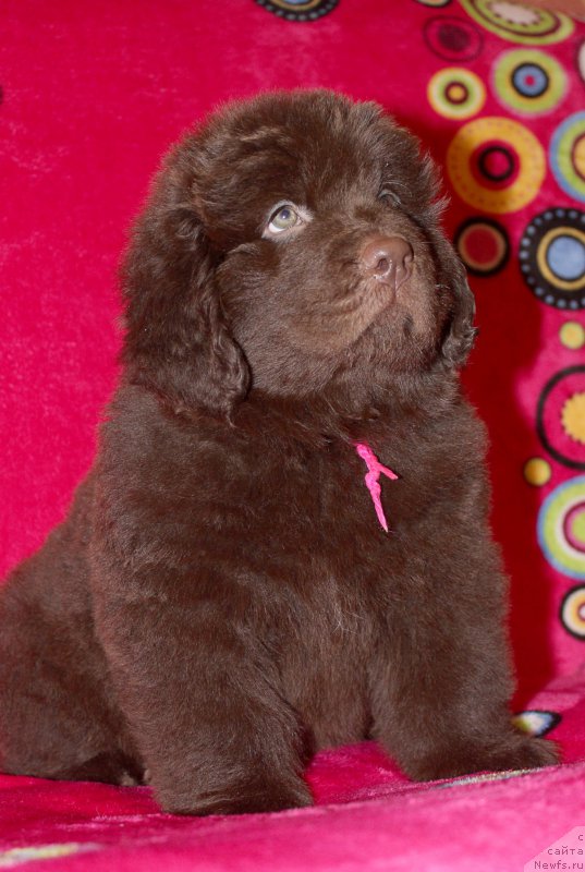 Фото: ньюфаундленд Браунблад МСК Сабина Эстер (Brownblood MSK Sabina Ester)