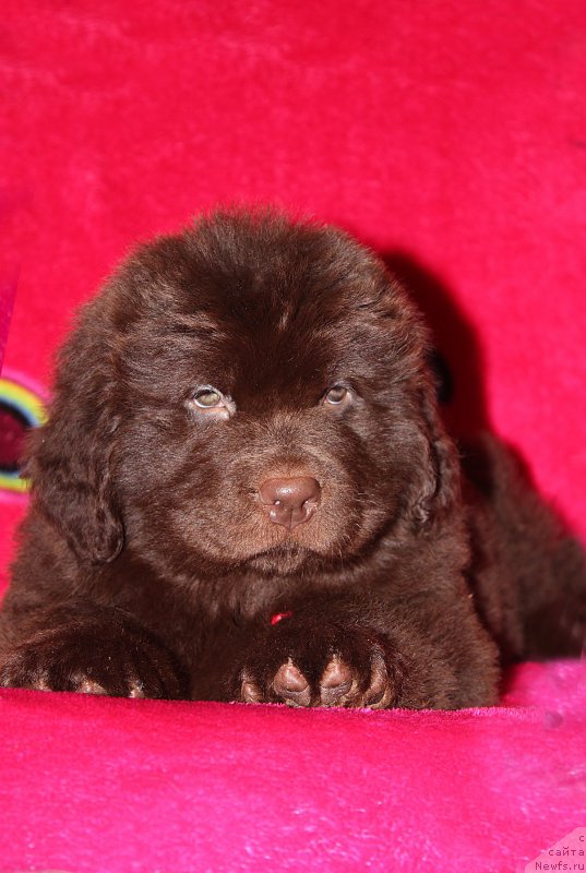 Фото: ньюфаундленд Браунблад МСК Сабина Эстер (Brownblood MSK Sabina Ester)