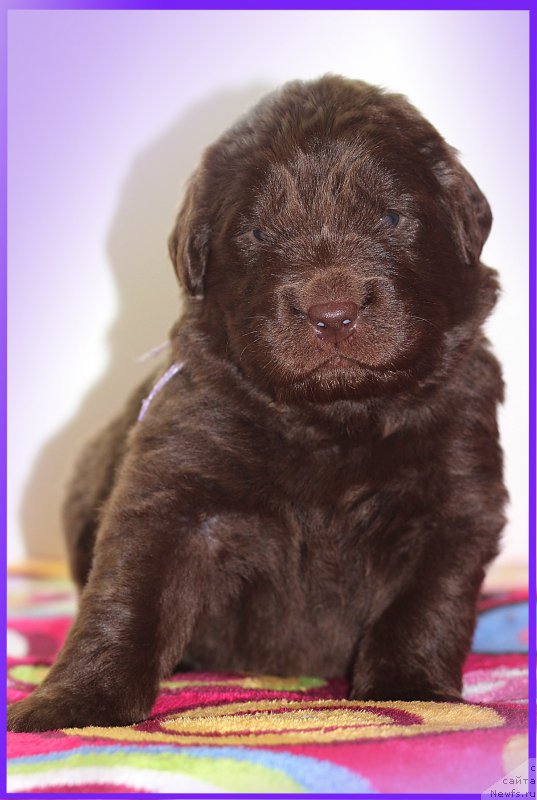 Фото: ньюфаундленд Браунблад МСК Сайлас Соул Дрим