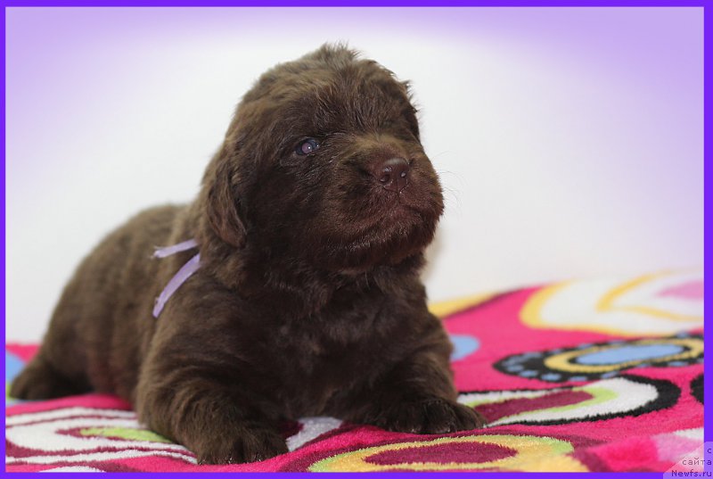 Фото: ньюфаундленд Браунблад МСК Сайлас Соул Дрим